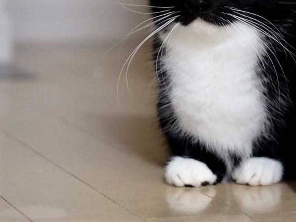 「今まで見た猫の中で一番かわいい」　『ちょこん』と座る子猫が最強だった