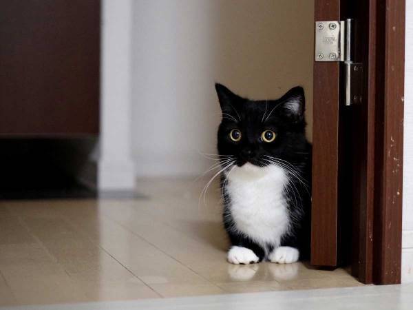 「今まで見た猫の中で一番かわいい」　『ちょこん』と座る子猫が最強だった