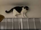 カーテンレールの上に登った猫　降りれなくて鳴くのかと思いきや？　「まさかの行動」