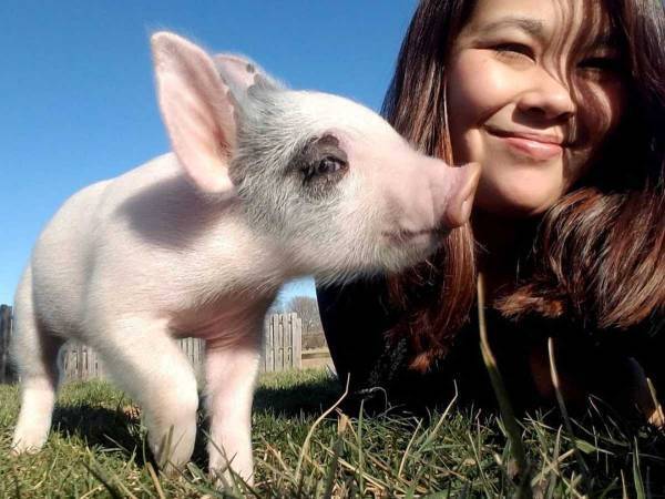 「数日間しか生きられない」といわれた子ブタ　１年半後の姿にニッコリ