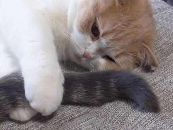 妹猫が尻尾を掴むと 意外な反応に かわいすぎて涙でた 21年6月23日 ウーマンエキサイト 1 2