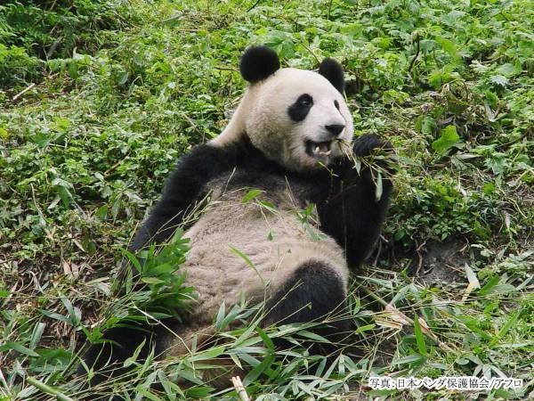 パンダの『シンシン』が双子を出産！　「最高のニュース」「本当に嬉しい」