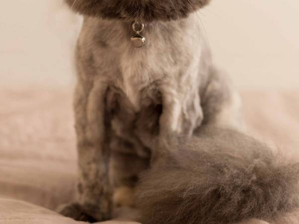 『極端なサマーカット』は猫のため？　獣医師が注意を投稿