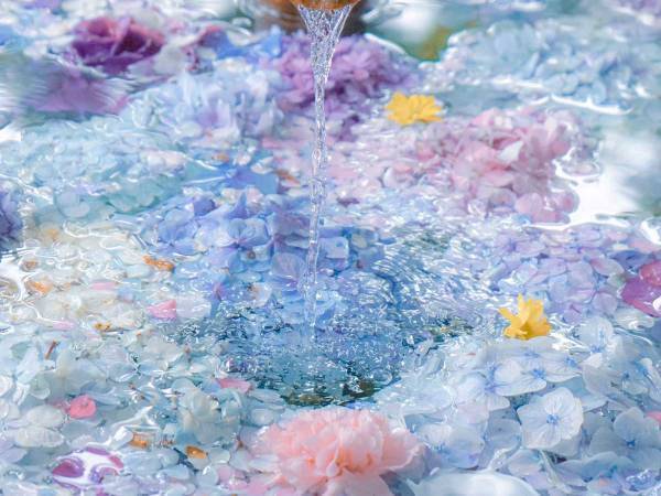 「水とアジサイがこんなにも相性がいいとは…」　手水舎に浮かぶアジサイにうっとり