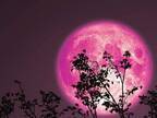 ６月２４日の夜は『ストロベリームーン』！　特別な満月といわれる理由は？