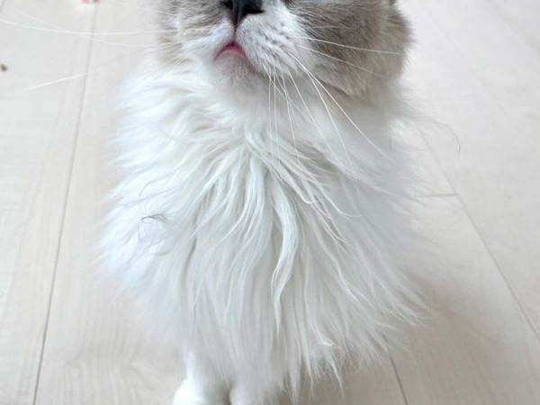 「世界一美しい」　飼い主が、絶賛するほどの猫の美貌に心ときめいた