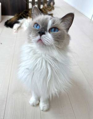 「世界一美しい」　飼い主が、絶賛するほどの猫の美貌に心ときめいた