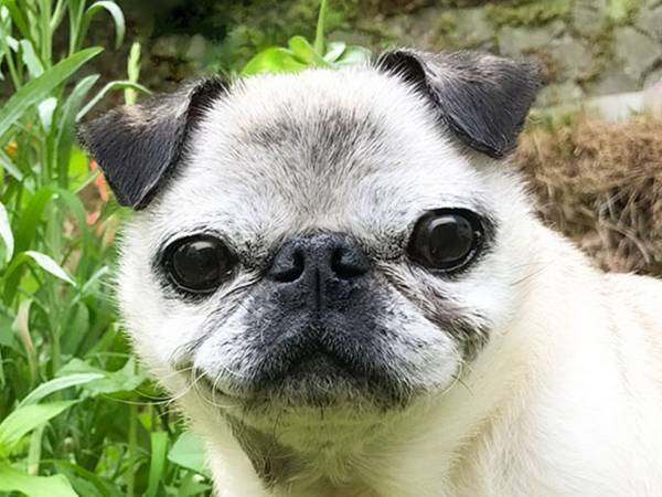 「吹いた」「ベストポジションすぎる」　キメ顔をしているパグ　しかし、その頭には？