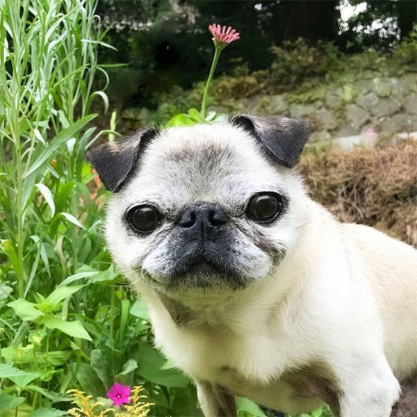 「吹いた」「ベストポジションすぎる」　キメ顔をしているパグ　しかし、その頭には？