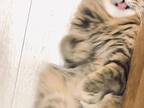 マタタビ接種しガンギマリ　猫の最高潮の表情に『笑撃』が走る