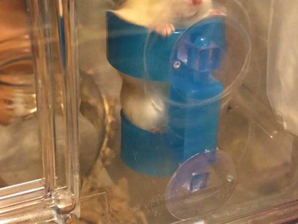 給水器が好きすぎるハムスターが取った『まさかの行動』に、吹きだす