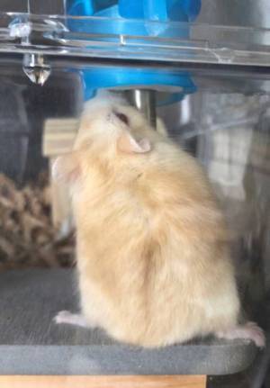 給水器が好きすぎるハムスターが取った『まさかの行動』に、吹きだす