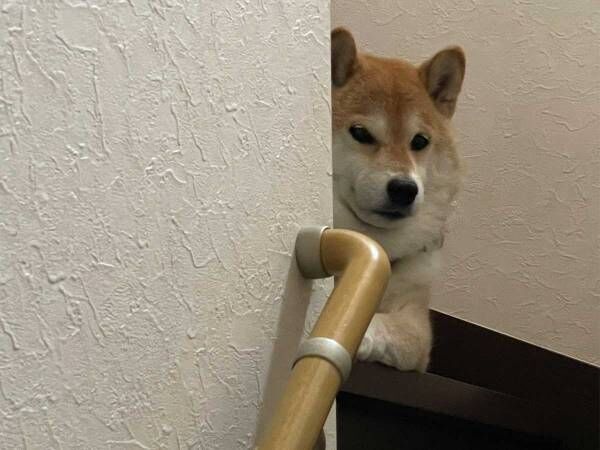 シャンプーされると気付いた柴犬 数分後の姿に 吹き出した 逆のパターン 21年6月25日 ウーマンエキサイト 1 2