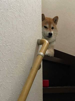 シャンプーされると気付いた柴犬　数分後の姿に「吹き出した」「逆のパターン」