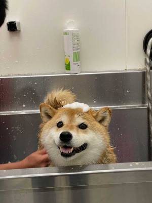 シャンプーされると気付いた柴犬　数分後の姿に「吹き出した」「逆のパターン」