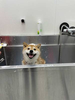 シャンプーされると気付いた柴犬　数分後の姿に「吹き出した」「逆のパターン」