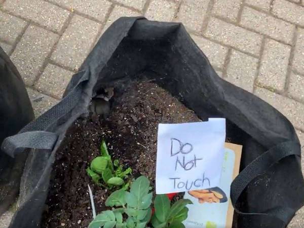 園芸店の売り物の苗の中で暮らしていたのは？　「なんてかわいいの！」