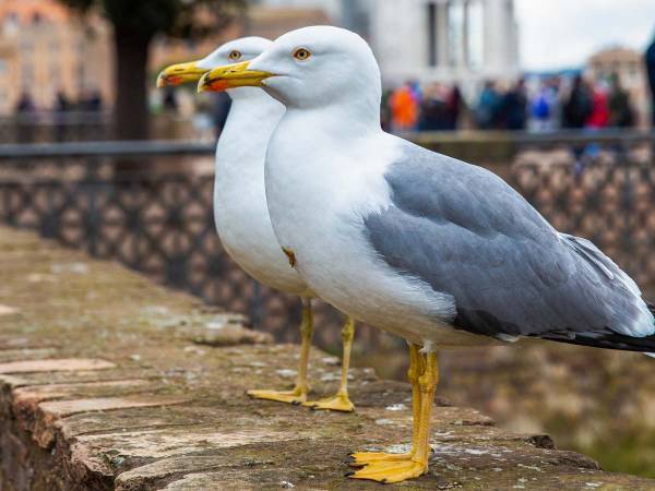 ２羽のカモメがギャグを言い合って爆笑？　動画につられて笑う人が続出！
