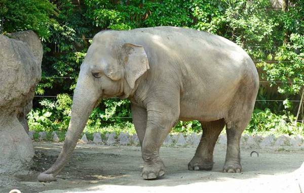 マウントレーニアが動物園を支援！『深い癒やしパッケージ』がネットで大反響