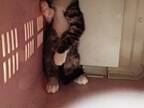 動物病院から帰宅した子猫　ケージの中の姿に「最高すぎる」「あるある！」
