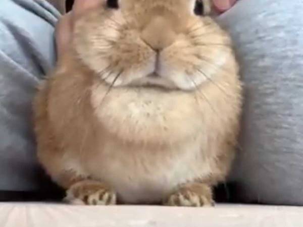 メトロノームのリズムにウサギは？　「かわいすぎて衝撃を受けた」