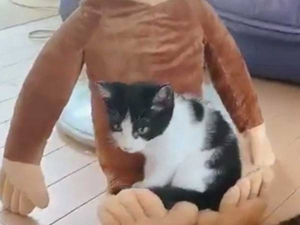 ぬいぐるみに近づいた子猫　その後とった行動がかわいすぎた