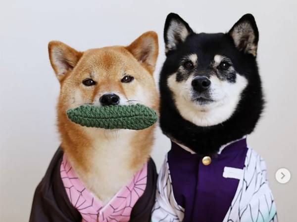 柴犬たちの世界にも『鬼滅』が！アレを取り合う姿が可愛すぎ