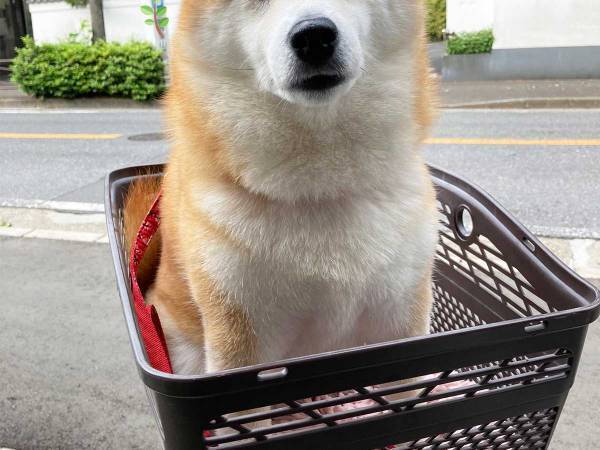 柴犬「公園に行けると思った」　注射後の表情に、笑いがこみ上げる