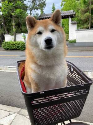 柴犬「公園に行けると思った」　注射後の表情に、笑いがこみ上げる