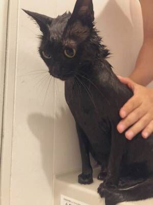 猫「解せぬ」　お風呂嫌いな猫が見せた『表情』に反響