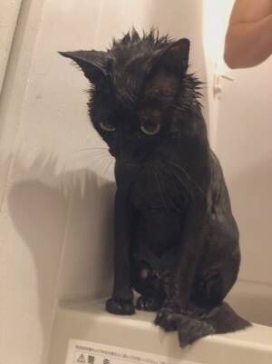 猫「解せぬ」　お風呂嫌いな猫が見せた『表情』に反響