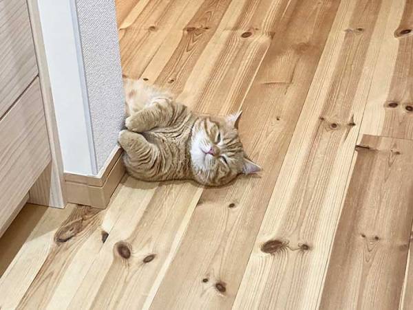 「あ、ご主人帰ってきたー」　残業の疲れも一瞬にして飛ばす猫の出迎えがこちら