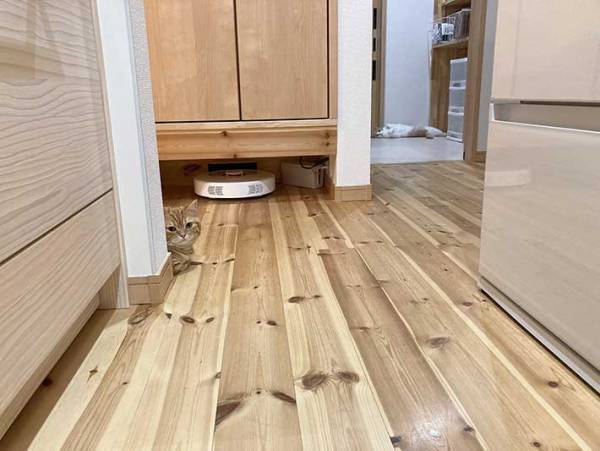 「あ、ご主人帰ってきたー」　残業の疲れも一瞬にして飛ばす猫の出迎えがこちら