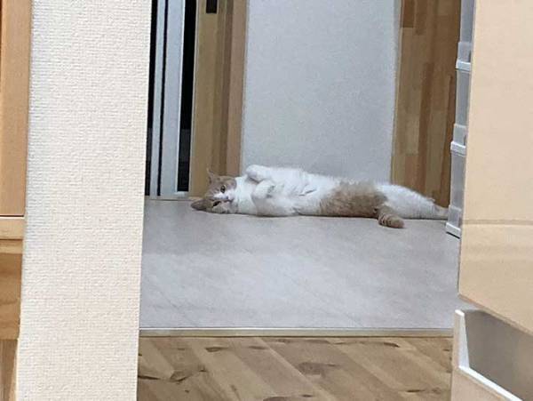 「あ、ご主人帰ってきたー」　残業の疲れも一瞬にして飛ばす猫の出迎えがこちら