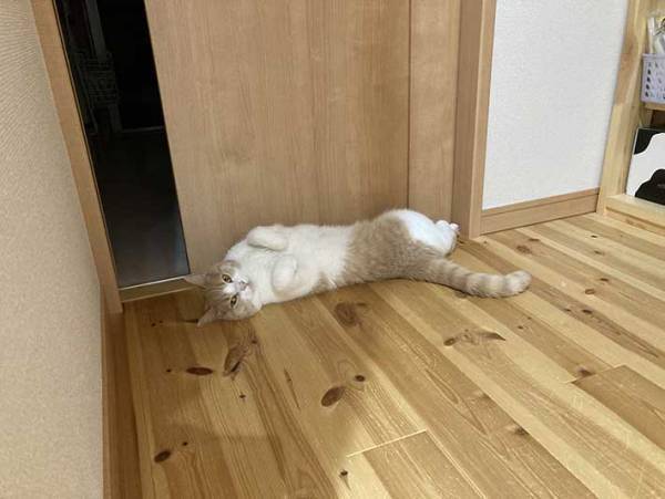 「あ、ご主人帰ってきたー」　残業の疲れも一瞬にして飛ばす猫の出迎えがこちら