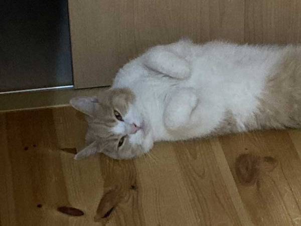 「あ、ご主人帰ってきたー」　残業の疲れも一瞬にして飛ばす猫の出迎えがこちら