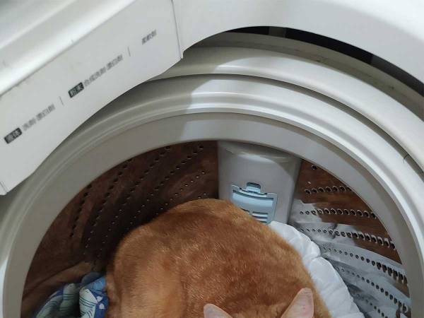 夫「猫がいない！きっと外に逃げたんだ」　外を探し回った、１時間後…？