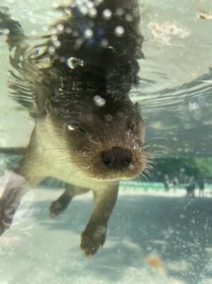 カワウソだ、かわいい～と思いきや？　その姿に心臓が止まるかと思った