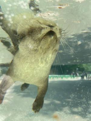 カワウソだ、かわいい～と思いきや？　その姿に心臓が止まるかと思った