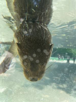 カワウソだ、かわいい～と思いきや？　その姿に心臓が止まるかと思った