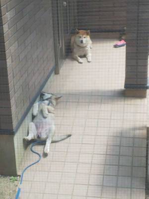 道で保護した１匹の犬　先住犬も困惑するほどリラックスした姿とは