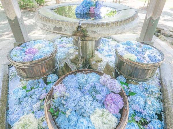 まるで海外の庭園のよう！　神社にあった見たことのない美しさアジサイとは