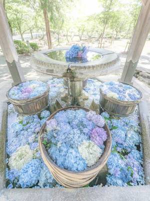 まるで海外の庭園のよう！　神社にあった見たことのない美しさアジサイとは