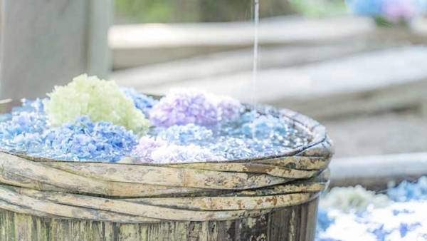 まるで海外の庭園のよう！　神社にあった見たことのない美しさアジサイとは
