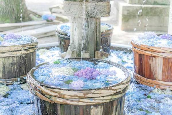 まるで海外の庭園のよう！　神社にあった見たことのない美しさアジサイとは