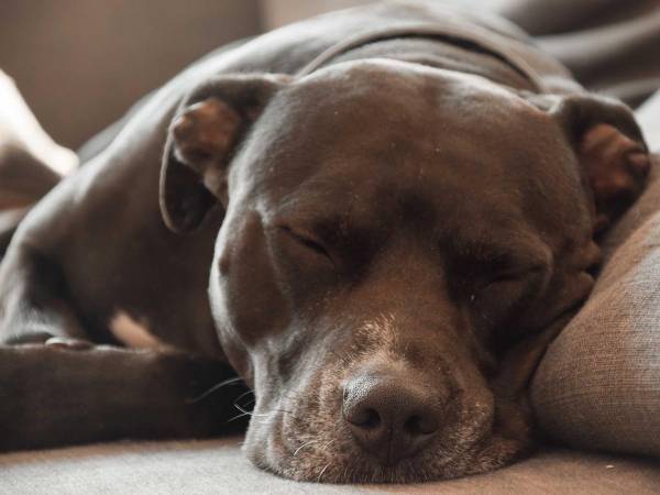 何をいっても起きない犬に『ある言葉』をいうと？　「笑いすぎて涙が出た」