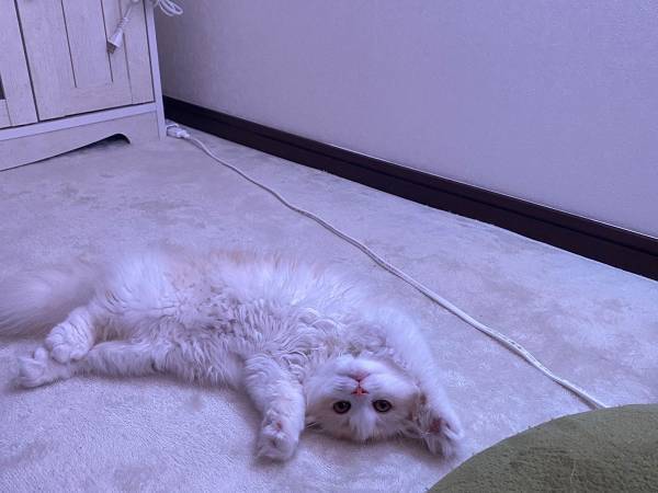 出かける飼い主を子猫が妨害…！？　１枚の写真にキュンとする人が続出