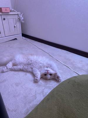 出かける飼い主を子猫が妨害…！？　１枚の写真にキュンとする人が続出