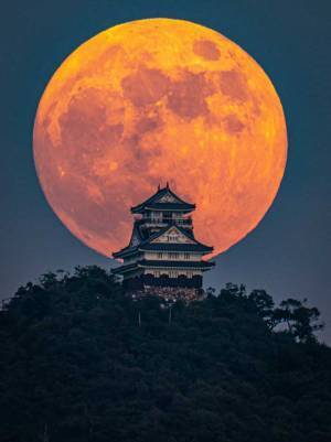 すごい迫力だ！　岐阜城の背景に大きなストロベリームーン