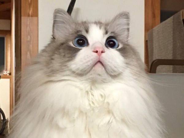 モフモフのラグドールが『衣替え』をすると…　「こんなに違うの！？」「すごすぎる」